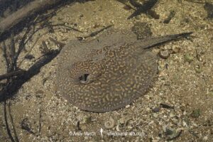 Parana River Stingray, Potamotrygon shuhmacheri. Aka Rosette Freshwater Stingray or Shuhmacher's Stingray. Rio Salobra, Pantanal, Mato Grosso, Brazil.