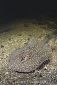 Parana River Stingray, Potamotrygon shuhmacheri. Aka Rosette Freshwater Stingray or Shuhmacher's Stingray. Rio Salobra, Pantanal, Mato Grosso, Brazil.