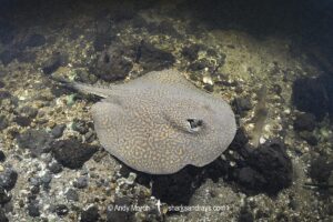 Parana River Stingray, Potamotrygon shuhmacheri. Aka Rosette Freshwater Stingray or Shuhmacher's Stingray. Rio Salobra, Pantanal, Mato Grosso, Brazil.