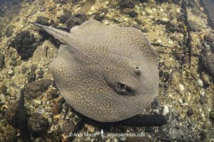 Parana River Stingray, Potamotrygon shuhmacheri. Aka Rosette Freshwater Stingray or Shuhmacher's Stingray. Rio Salobra, Pantanal, Mato Grosso, Brazil.