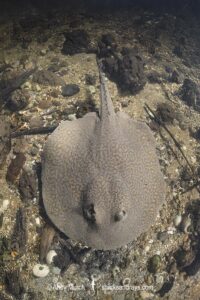 Parana River Stingray, Potamotrygon shuhmacheri. Aka Rosette Freshwater Stingray or Shuhmacher's Stingray. Rio Salobra, Pantanal, Mato Grosso, Brazil.