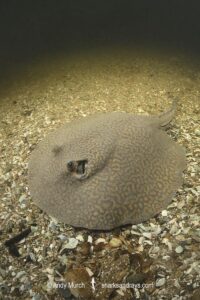 Parana River Stingray, Potamotrygon shuhmacheri. Aka Rosette Freshwater Stingray or Shuhmacher's Stingray. Rio Salobra, Pantanal, Mato Grosso, Brazil.