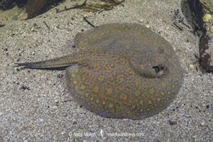 Parana River Stingray, Potamotrygon shuhmacheri. Aka Rosette Freshwater Stingray or Shuhmacher's Stingray. Rio Salobra, Pantanal, Mato Grosso, Brazil.