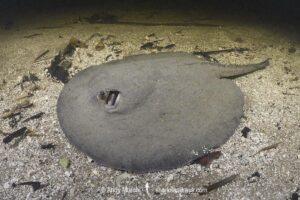 Amanda's River Stingray, Potamotrygon amandae. Rio Salobra, Pantanal, Mato Grosso, Brazil, South America.
