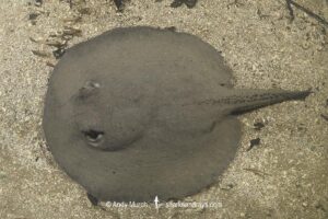 Amanda's River Stingray, Potamotrygon amandae. Rio Salobra, Pantanal, Mato Grosso, Brazil, South America.