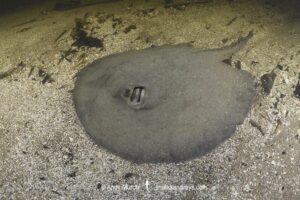 Amanda's River Stingray, Potamotrygon amandae. Rio Salobra, Pantanal, Mato Grosso, Brazil, South America.
