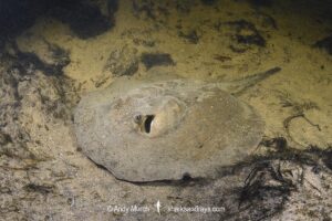 Amanda's River Stingray, Potamotrygon amandae. Rio Salobra, Pantanal, Mato Grosso, Brazil, South America.