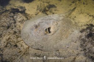 Amanda's River Stingray, Potamotrygon amandae. Rio Salobra, Pantanal, Mato Grosso, Brazil, South America.