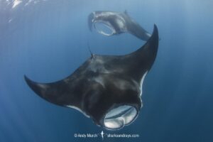 Atlantic Manta Ray, Manta yarae. Aka Caribbean Manta, Isla Mujeres, Mexico, Atlantic Ocean.