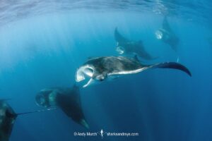 Atlantic Manta Ray, Manta yarae. Aka Caribbean Manta, Isla Mujeres, Mexico, Atlantic Ocean.