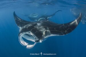 Atlantic Manta Ray, Manta yarae. Aka Caribbean Manta, Isla Mujeres, Mexico, Atlantic Ocean.