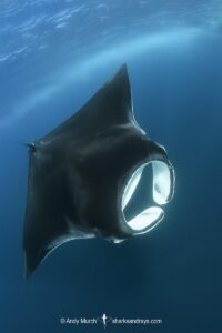 Atlantic Manta Ray, Manta yarae. Aka Caribbean Manta, Isla Mujeres, Mexico, Atlantic Ocean.