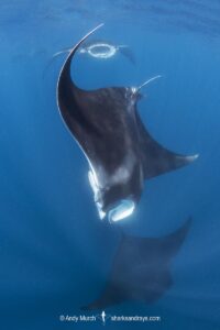 Atlantic Manta Ray, Manta yarae. Aka Caribbean Manta, Isla Mujeres, Mexico, Atlantic Ocean.
