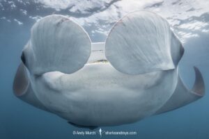 Atlantic Manta Ray, Manta yarae. Aka Caribbean Manta, Isla Mujeres, Mexico, Atlantic Ocean.