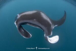 Atlantic Manta Ray, Manta yarae. Aka Caribbean Manta, Isla Mujeres, Mexico, Atlantic Ocean.