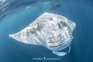 Atlantic Manta Ray, Manta yarae. Aka Caribbean Manta, Isla Mujeres, Mexico, Atlantic Ocean.