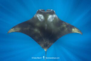 Atlantic Manta Ray, Manta yarae. Aka Caribbean Manta, Isla Mujeres, Mexico, Atlantic Ocean.