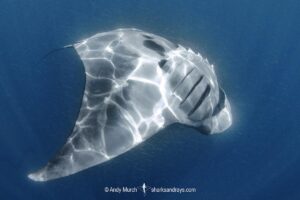 Atlantic Manta Ray, Manta yarae. Aka Caribbean Manta, Isla Mujeres, Mexico, Atlantic Ocean.