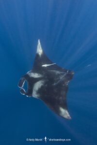 Atlantic Manta Ray, Manta yarae. Aka Caribbean Manta, Isla Mujeres, Mexico, Atlantic Ocean.