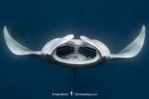 Atlantic Manta Ray, Manta yarae. Aka Caribbean Manta, Isla Mujeres, Mexico, Atlantic Ocean.