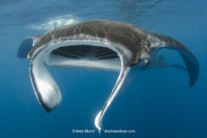 Atlantic Manta Ray, Manta yarae. Aka Caribbean Manta, Isla Mujeres, Mexico, Atlantic Ocean.