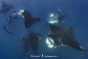 Atlantic Manta Ray, Manta yarae. Aka Caribbean Manta, Isla Mujeres, Mexico, Atlantic Ocean.