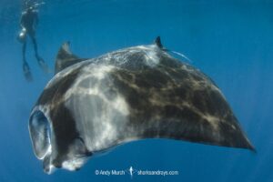 Atlantic Manta Ray, Manta yarae. Aka Caribbean Manta, Isla Mujeres, Mexico, Atlantic Ocean.