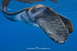 Atlantic Manta Ray, Manta yarae. Aka Caribbean Manta, Isla Mujeres, Mexico, Atlantic Ocean.