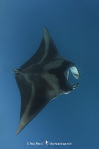 Atlantic Manta Ray, Manta yarae. Aka Caribbean Manta, Isla Mujeres, Mexico, Atlantic Ocean.