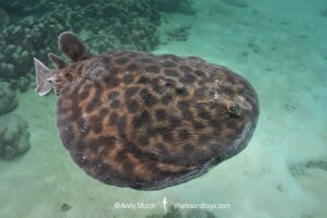 Blackspotted Torpedo Ray, Torpedo fuscomaculata. Kisite Marine Park, Wasini Island, Kenya, East Africa, Indian Ocean.