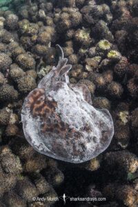 Blackspotted Torpedo Ray, Torpedo fuscomaculata. Kisite Marine Park, Wasini Island, Kenya, East Africa, Indian Ocean.