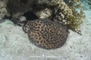 Blackspotted Torpedo Ray, Torpedo fuscomaculata. Kisite Marine Park, Wasini Island, Kenya, East Africa, Indian Ocean.