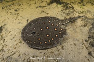 Ocellate River Stingray, Potamotrygon motoro, aka Peacock River Stingray. Rio Salobra, Pantanal, Brazil, South America.