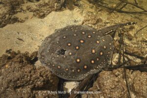 Ocellate River Stingray, Potamotrygon motoro, aka Peacock River Stingray. Rio Salobra, Pantanal, Brazil, South America.