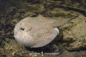 Ocellate River Stingray, Potamotrygon motoro, aka Peacock River Stingray. Rio Salobra, Pantanal, Brazil, South America.