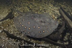 Ocellate River Stingray, Potamotrygon motoro, aka Peacock River Stingray. Rio Salobra, Pantanal, Brazil, South America.