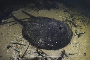 Ocellate River Stingray, Potamotrygon motoro, aka Peacock River Stingray. Rio Salobra, Pantanal, Brazil, South America.