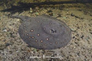 Ocellate River Stingray, Potamotrygon motoro, aka Peacock River Stingray. Rio Salobra, Pantanal, Brazil, South America.