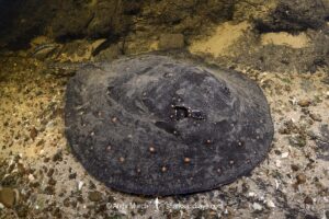 Ocellate River Stingray, Potamotrygon motoro, aka Peacock River Stingray. Rio Salobra, Pantanal, Brazil, South America.
