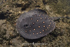 Ocellate River Stingray, Potamotrygon motoro, aka Peacock River Stingray. Rio Salobra, Pantanal, Brazil, South America.