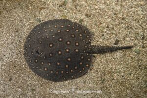 Ocellate River Stingray, Potamotrygon motoro, aka Peacock River Stingray. Rio Salobra, Pantanal, Brazil, South America.