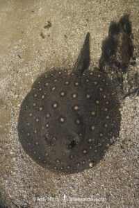Ocellate River Stingray, Potamotrygon motoro, aka Peacock River Stingray. Rio Salobra, Pantanal, Brazil, South America.