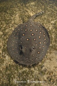 Ocellate River Stingray, Potamotrygon motoro, aka Peacock River Stingray. Rio Salobra, Pantanal, Brazil, South America.