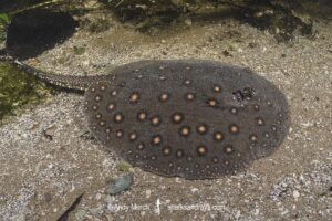 Ocellate River Stingray, Potamotrygon motoro, aka Peacock River Stingray. Rio Salobra, Pantanal, Brazil, South America.
