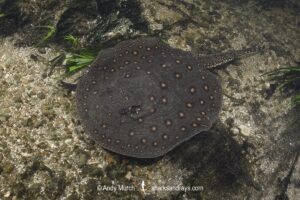 Ocellate River Stingray, Potamotrygon motoro, aka Peacock River Stingray. Rio Salobra, Pantanal, Brazil, South America.