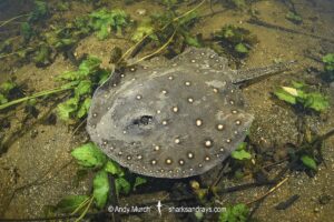 Ocellate River Stingray, Potamotrygon motoro, aka Peacock River Stingray. Rio Salobra, Pantanal, Brazil, South America.