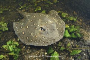 Ocellate River Stingray, Potamotrygon motoro, aka Peacock River Stingray. Rio Salobra, Pantanal, Brazil, South America.