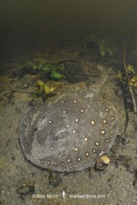 Ocellate River Stingray, Potamotrygon motoro, aka Peacock River Stingray. Rio Salobra, Pantanal, Brazil, South America.