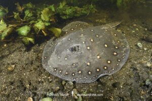 Ocellate River Stingray, Potamotrygon motoro, aka Peacock River Stingray. Rio Salobra, Pantanal, Brazil, South America.