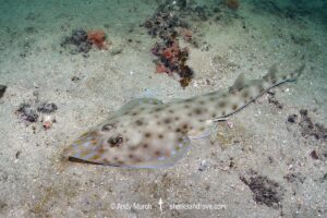 Zanzibar Guitarfish, Acroteriobatus zanzibarensis. Formerly Rhinobatos zanzibarensis. Wasini Island, Kenya, Indian Ocean.